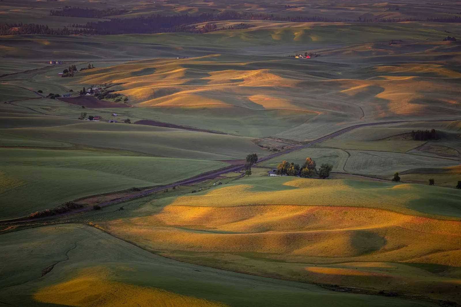 Rolling wheat fields of the Palouse in Eastern Washington at sunset