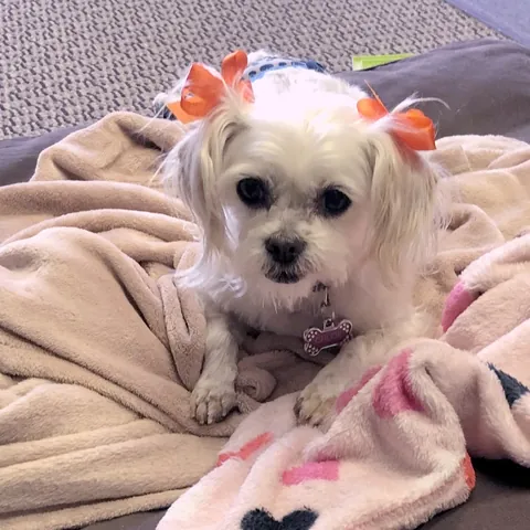 Chloe, K-9 VRC Angel
