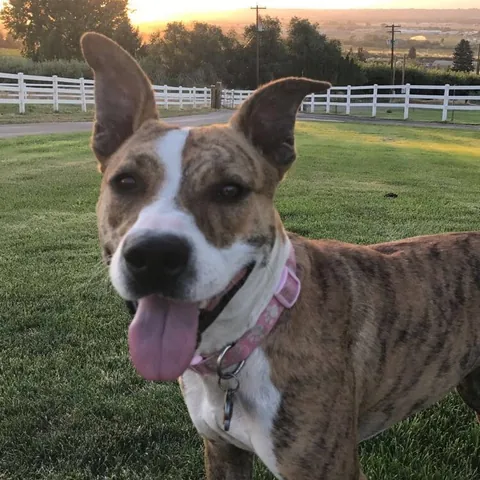 Ginger, K-9 VRC Angel
