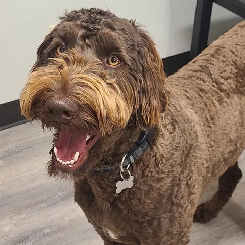 Griffey, K-9 co-worker